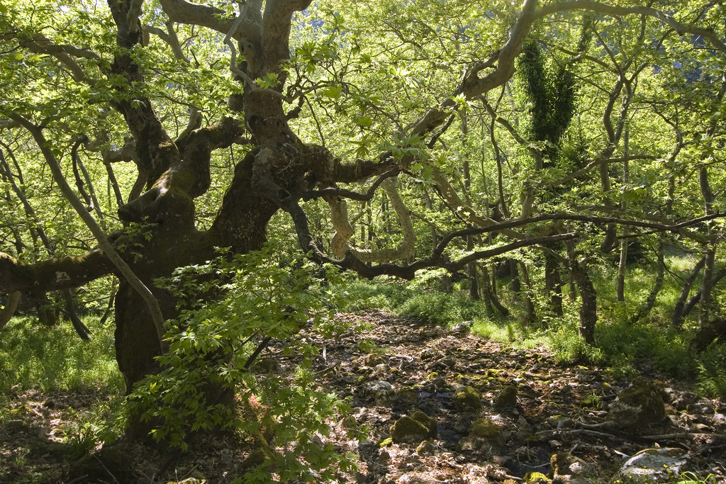 Πάρνηθα - Photo (c) Andrea Bonetti / WWF Greece